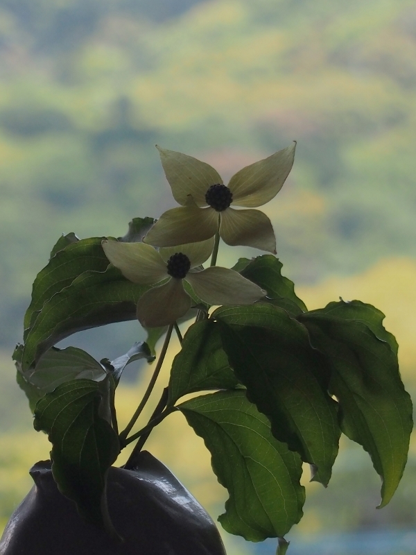 201805yamabousi.jpg