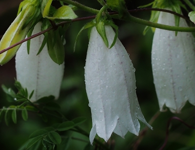 P5233239 (640x493).jpg