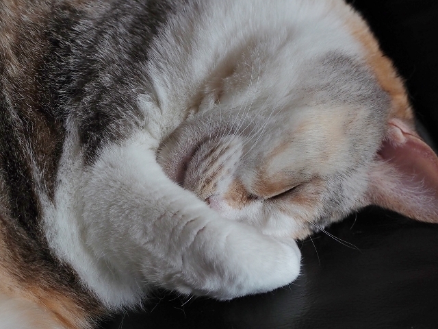 P5233247 (640x480).jpg