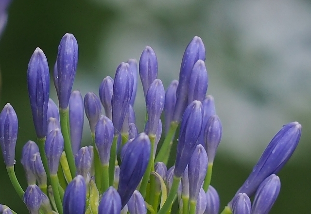 P6291490 (640x441).jpg